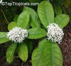 Image result for Ixora hartiana