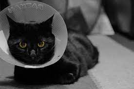 Why Do Cats Lick Wounds And Is It Safe Fauna Care