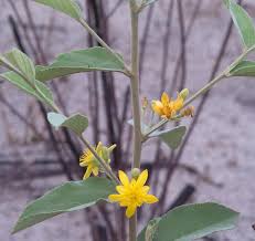 Image result for Grewia sulcata