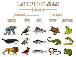 Classification Of Animals Reptiles Amphibians Mammals Birds