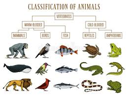 Classification Of Animals Reptiles Amphibians Mammals Birds