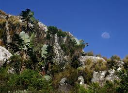 Image result for Clutia swynnertonii