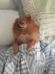 Trouver la chien pomchi photo idéale une vaste collection, un choix incroyable, plus de 100 millions d'images ld et dg abordables de haute qualité. My Pomeranian Which I Will Call Buggy Chien Animaux Mignons Chien Chat