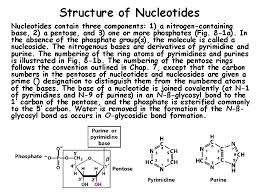 These nitrogenous bases form hydrogen bonds that help stabilise the structure. Mqw296oly1btjm