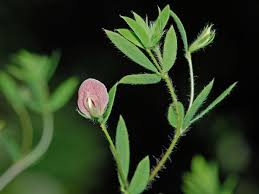 Image result for Fabaceae subfamily Papilionoideae