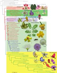 Image result for Microcharis angolensis