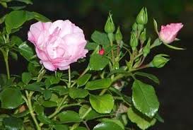 I have had this rose for a few years in a large pot which faces a north/west wall. Rose Flower Carpet Apple Blossom