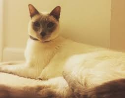 Check out our lilac point siamese cat selection for the very best in unique or custom, handmade pieces from our shops. Cat Mama Series Eliot The 10 Year Old Lilac Point Siamese