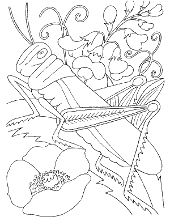 Coloring pages of insects for children, 100 images. Insects Bugs Coloring Pages Topcoloringpages