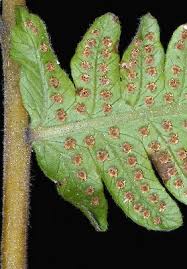 Image result for Christella dentata