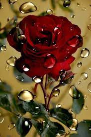 5d Diamond Painting Flower Full Drill Rose Cross Stitch Home Etsy In 2021 Beautiful Rose Flowers Beautiful Roses Red Roses Wallpaper