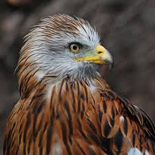 Majestic Birds Of Prey Animals Red Kites The Most Majestic And Beautiful Birds Of Prey Red Kite Beautiful Birds Birds Of Prey