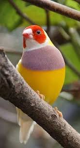 Pin By Gulten Akal On Mix In 2020 Pet Birds Beautiful Birds Water Mammals