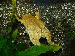 Talk of weirdness and the suriname toad has more to offer. Pipa Pipa Surinam Toad In Tierpark Chemnitz