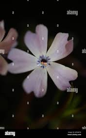 Image result for Polemoniaceae