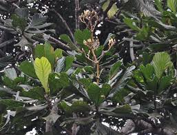 Image result for Anthocleista