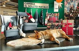 With this service, your merchandise can be placed in a room of choice at no additional cost. I Can Has Cheezburger Ikea Funny Animals Online Cheezburger