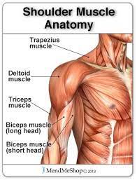 The 4 muscles at the front of the thigh known as the quadriceps are Shoulder Muscles Anatomy Anatomy Drawing Diagram