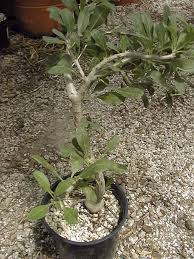 Image result for Sesamothamnus lugardii