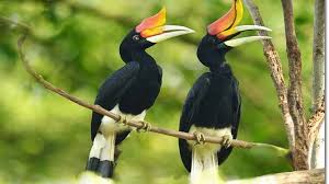 Borneo aquatic having a very good method to show the real life picture and sizing. Enggang Borneo Kemos Borneo Icon Images Stock Photos Vectors Shutterstock Cek Terus Toko Enggang Borneo Untuk Update Produk Hingga Kode Voucher Dari Toko Enggang Borneo Terbaru Secara Online Di Tokopedia