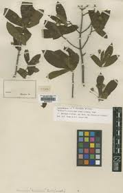 Image result for Terminalia brachystemma