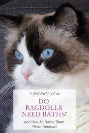 Do Ragdoll Cats Need Baths Purr Craze
