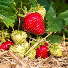 Fraisier Magnum Le Lot De 20 Fraisier Graine De Fraise Arbuste Fruitier