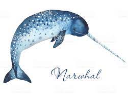 160 Narwhals All Kinds Of Whales Ideas Narwhal Kinds Of Whales Whale