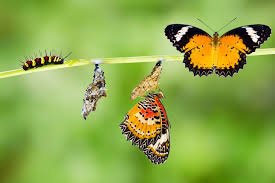 Monarch Butterfly Life Cycle Interestinginsects Com