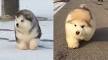 PuppyFind | Alaskan Malamute Puppies for Sale