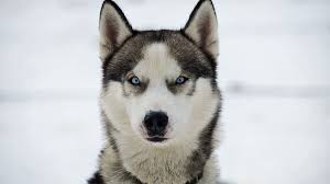 Currently donna dowling acts as a coordinator for alaskan residents. Ein Uraltes Wolfs Erbgut Nzz