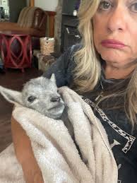 Do goats play dead? Or is it some symptoms of some illness 🤔? It's the 2nd  time my buck just dead for like 20 second. It happens when he can't run away