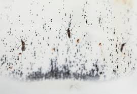 Image result for Dengue