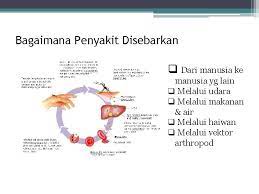 Penyakit ini disebabkan oleh suatu bakteri perusak jaringan phloem yang tidak dapat dikulturkan disebut liberobacter asiaticum dan berbeda dengan yang berkembang di benua afrika yaitu liberobacter africanum. Penyakit Bawaan Vektor Dan Kawalan Vektor Disediakan Oleh