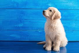 Check spelling or type a new query. Miniatur Golden Retriever Ist Der Comfort Retriever Der Hund Fur Sie Perfekte Hunderassen Rassen