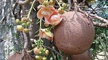 Find the perfect cannonball tree fruit stock photo. Kanonenkugelbaum Wikipedia