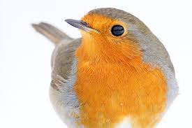 Von Amsel Bis Zaunkonig 35 Wintervogel Im Portrat Nabu