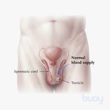 Do not take any other medicines or herbal remedies with an antibiotic, including those you have bought without a prescription, before talking to your do not drink alcohol if you are taking metronidazole. Testicular Torsion Symptoms Diagnosis And Treatments
