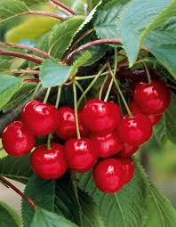 Tous les cerisier n'etant pas autofertile, en planter de préference deux. Cerisier Burlat Prunus Arbre Fruitier 2 Ans 90 A 130 Cm Jardin