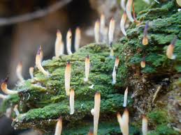 Image result for Multiclavula mucida