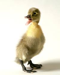 Baby blue swedish ducklings hatching february to november. Blue Swedish Baby Ducklings A Lighter Version Of Their Cousins The Black Swedish Come Take A Look Ducklings Duck And Ducklings Duck