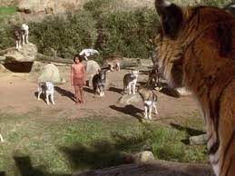 Told from mowgli's point of view, it's the story of how a boy became a mancub and a mancub became a man. Iverson Movie Ranch The Jungle Book Mowgli S Story Disney Brings The Jungle Of India To The Iverson Ranch In Chatsworth Calif