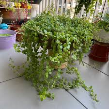 Maybe you would like to learn more about one of these? Tangled Heart Live Plant Home Furniture Gardening On Carousell