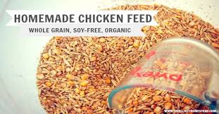 Organic Homemade Chicken Feed Chicken Feed Organic Chicken Feed Organic Homemade