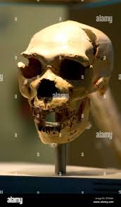 Neanderthal Man High Resolution Stock Photography and Images - Alamy