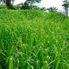 Image result for Panicum maximum