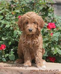 Irish Doodle Google Search Schnoodle Dog Poodle Mix Dogs Doodle Dog