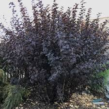 Ninebark is a cold hardy, tough, native shrub for mixed borders. Diablo Ninebark Arbor Valley Nursery Colorado Wholesale Nursery