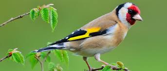 All the print places i found in bushwick area were closed so im happy this place was here. El Jilguero Un Ave Muy Carinosa En El Hogar Bekia Mascotas