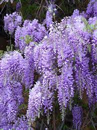 Wisteria Wikipedia With Images Wisteria Plant Garden Vines Fragrant Plant